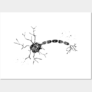 Anatomy of a typical human neuron Posters and Art